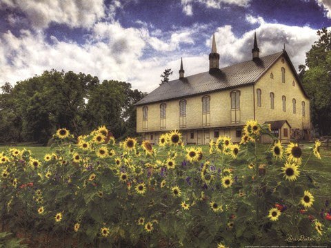 Sunflower Garden