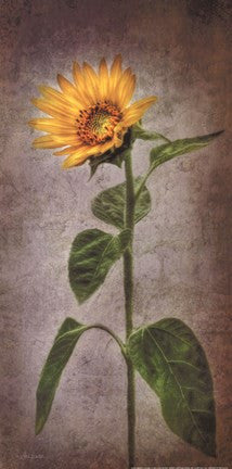 Sunflower II