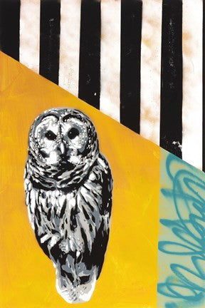 Barred Owl