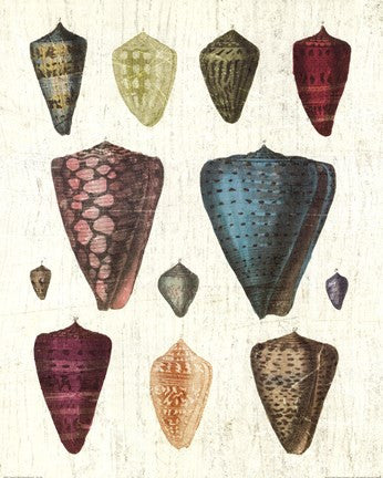 Colorful Shell Assortment II