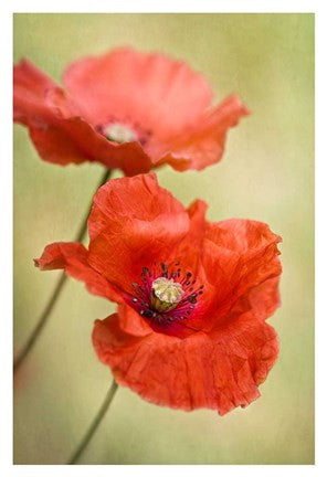 Papaver Passion