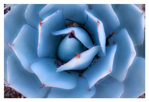 Blue Agave