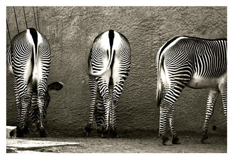 Zebra Butts