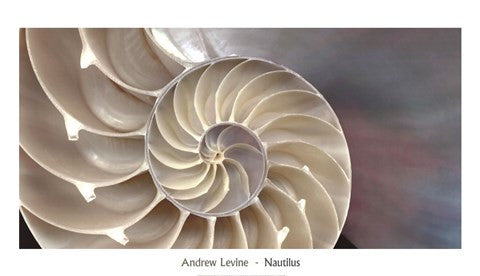 Nautilus