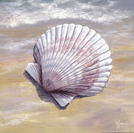 Scallop