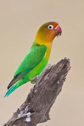 Fischer's Lovebird tropical bird, Ndutu, Tanzania