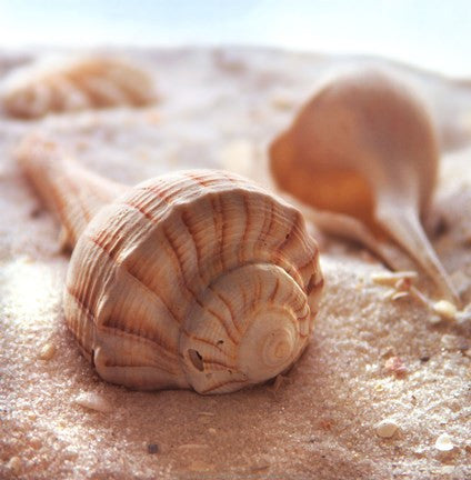 Beachy Shell III