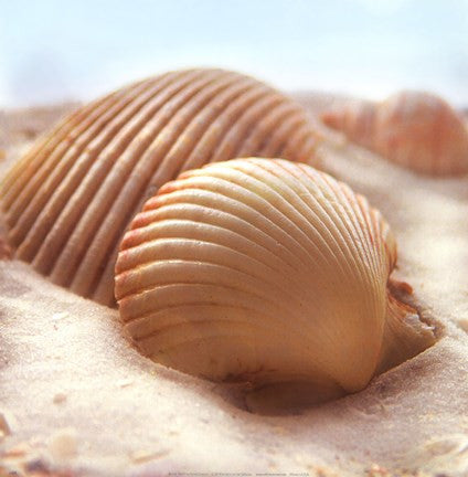 Beachy Shell I