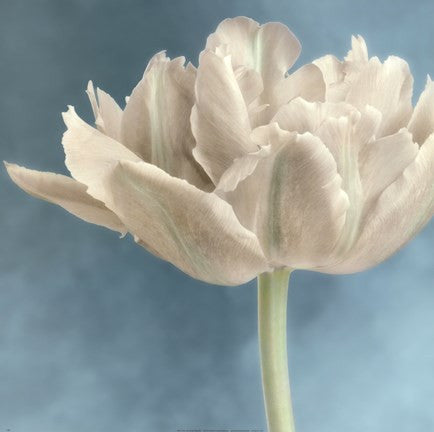 White Tulip I