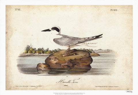 Audubon Havells Tern