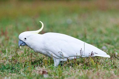 Sulfur-crested Cockatoo bird, Australia