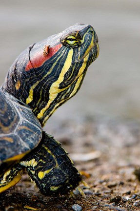 Red-eared pond slider turtle, British Columbia