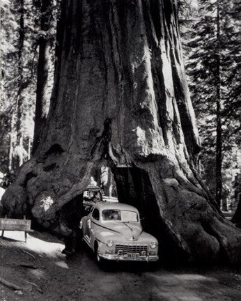 A tall redwood tree, or Sequoia,  through which a road has been cut- 1955