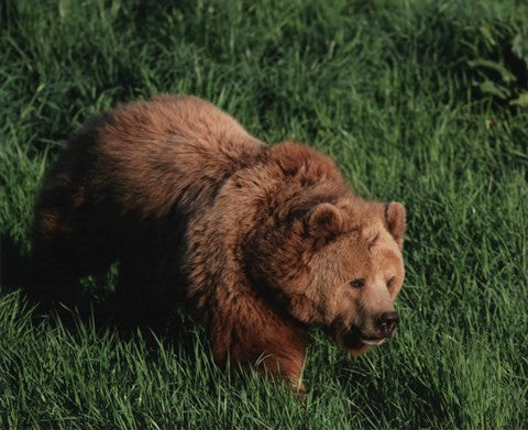 Brown Bear