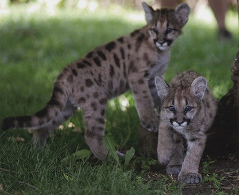 Cougar cubs