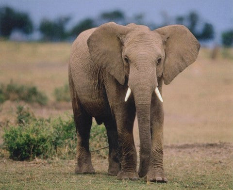 Elephant In Green Field