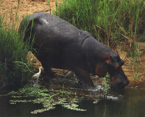 Hippopotamus