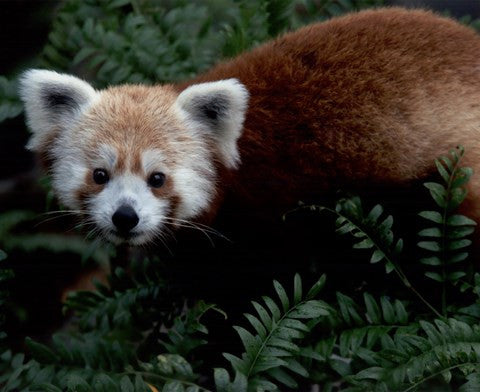 Red Panda