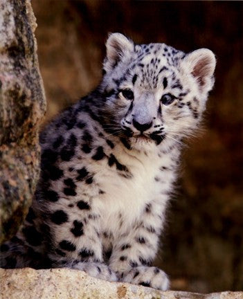 Snow Leopard