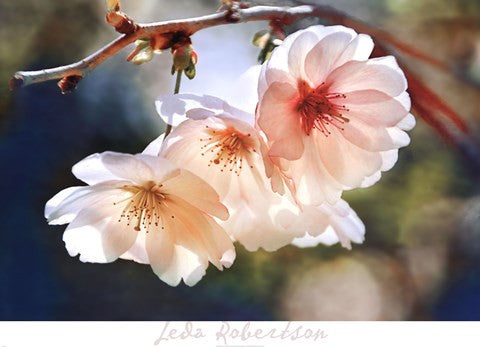 Cherry Blossom 1