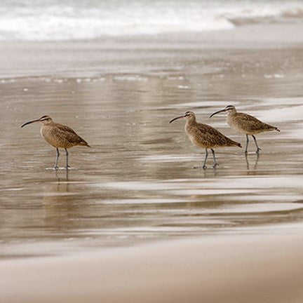 Shore Birds I