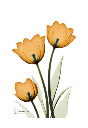 Tulips 1