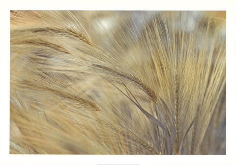 Foxtail