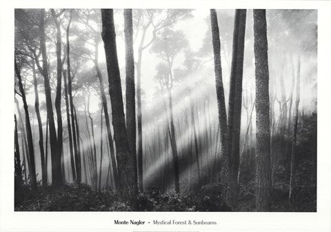 Mystical Forest & Sunbeams