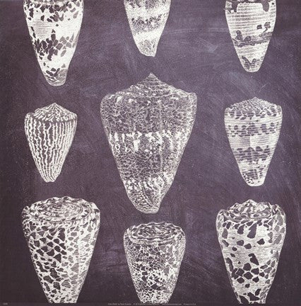 Cone Shells