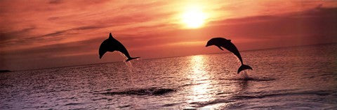 Sunset Dolphins