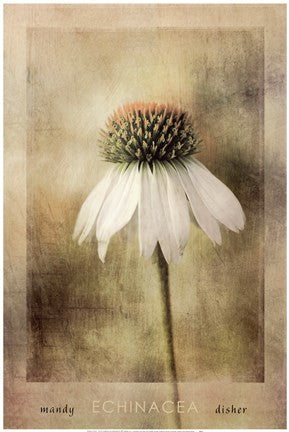 Echinacea