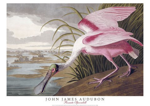 Roseate Spoonbill