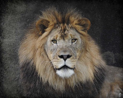 Male Lion Portrait 1