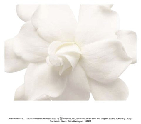 Gardenia In Bloom