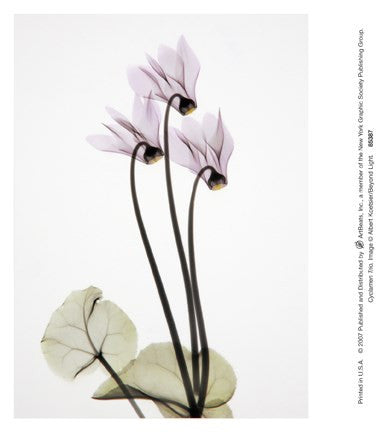 Cyclamen Trio