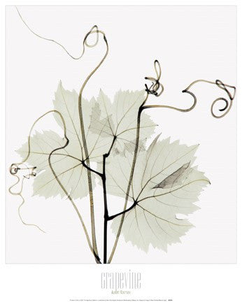 Grapevine & Tendrils