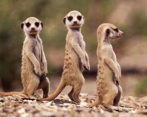 Nambia - Meerkat Pups