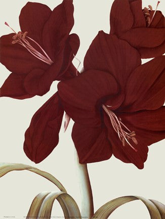 Amaryllis I