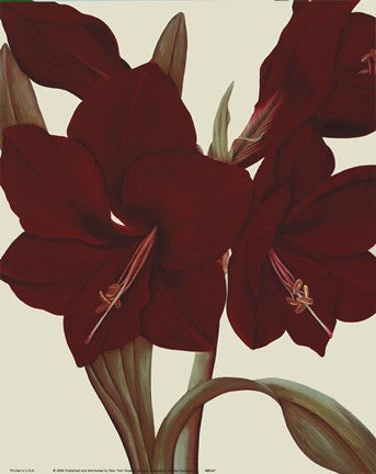 Amaryllis II