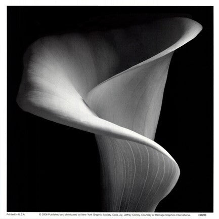 Calla Lily