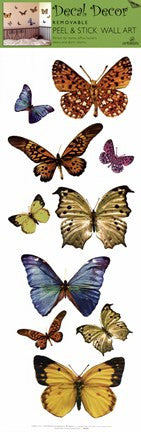 Butterfly Study