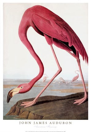 American Flamingo