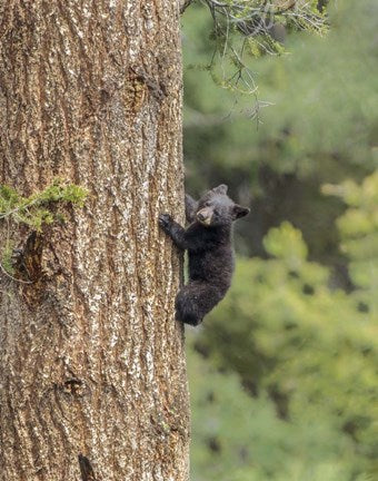 Black Bear Cub Climbing