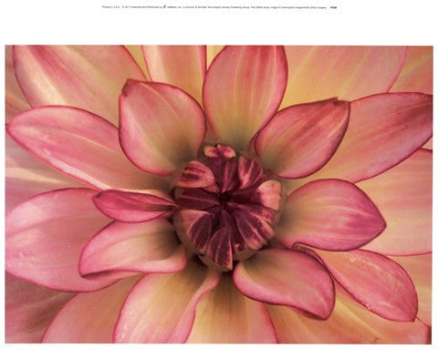 Pink Dahlia Study