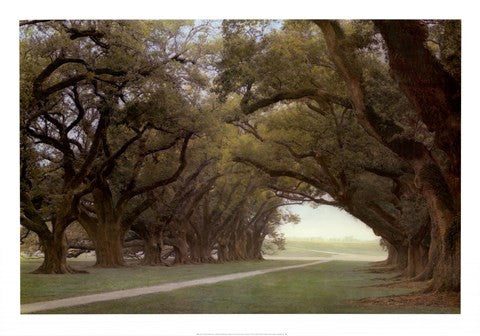 Alley Of The Oaks