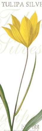 Tulipa Silvestris