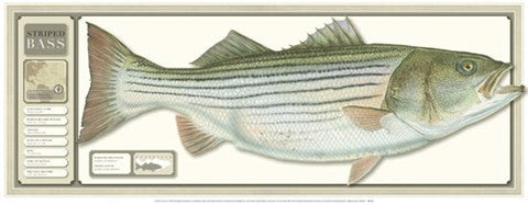 World Record Striped Bass