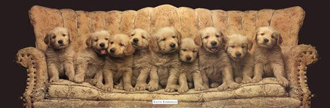 Golden Pup Line-Up