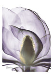 Purple Magnolia A43