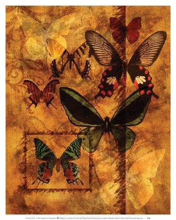 Evocation Of Butterflies